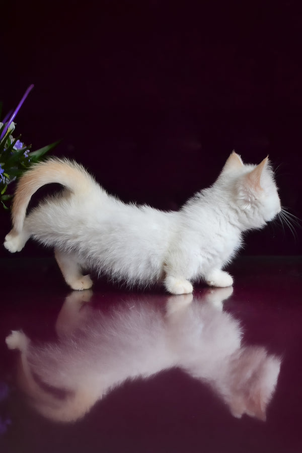 Chakki | Munchkin Kitten