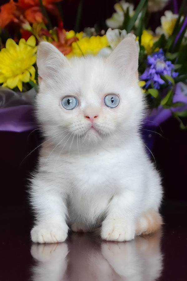 Chakki | Munchkin Kitten
