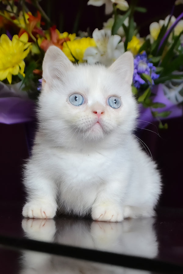 Chakki | Munchkin Kitten