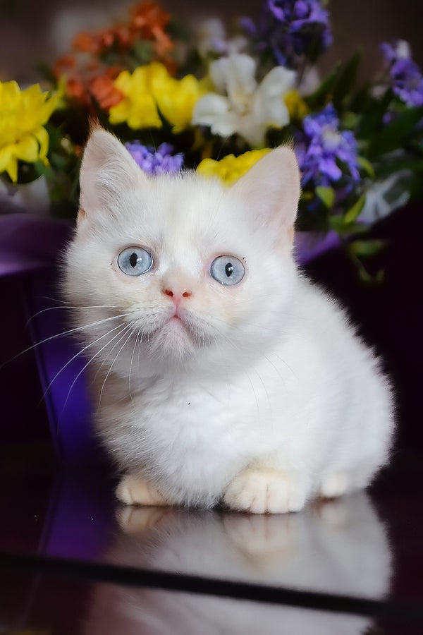 Chakki | Munchkin Kitten