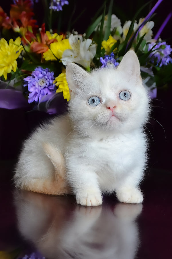 Chakki | Munchkin Kitten