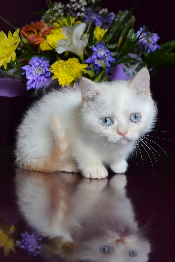 Chakki | Munchkin Kitten
