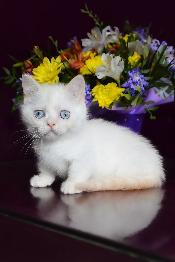 Chakki | Munchkin Kitten