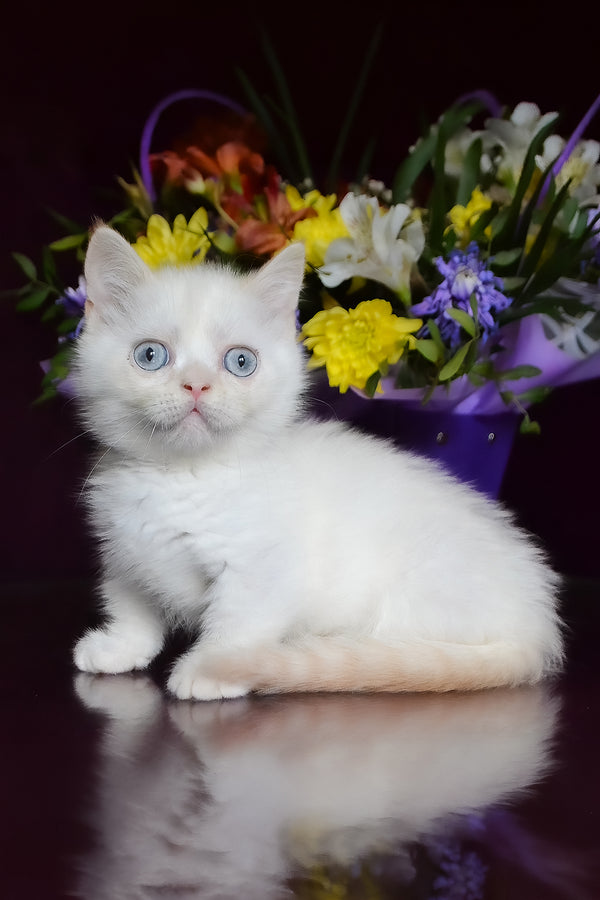 Chakki | Munchkin Kitten