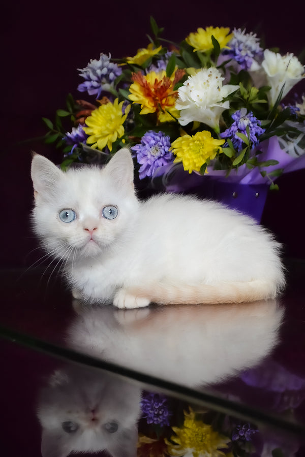 Chakki | Munchkin Kitten