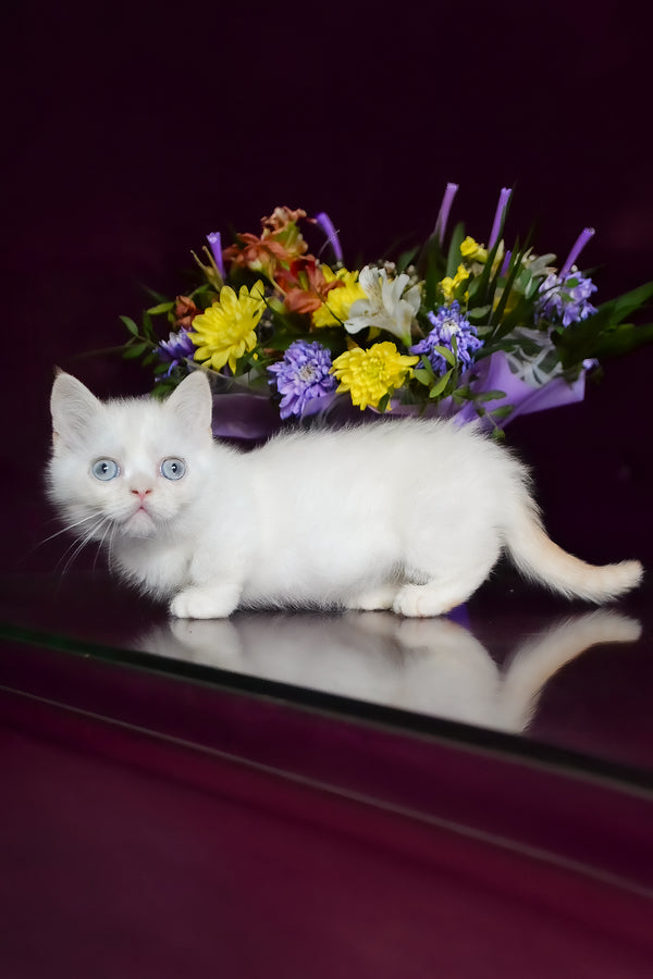 Chakki | Munchkin Kitten