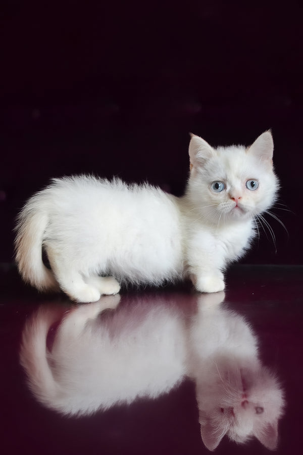 Chakki | Munchkin Kitten