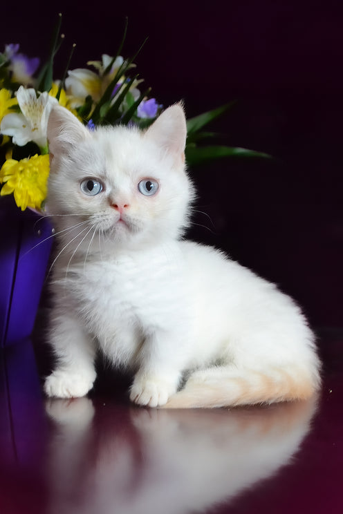 Chakki | Munchkin Kitten