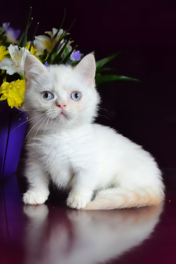 Chakki | Munchkin Kitten
