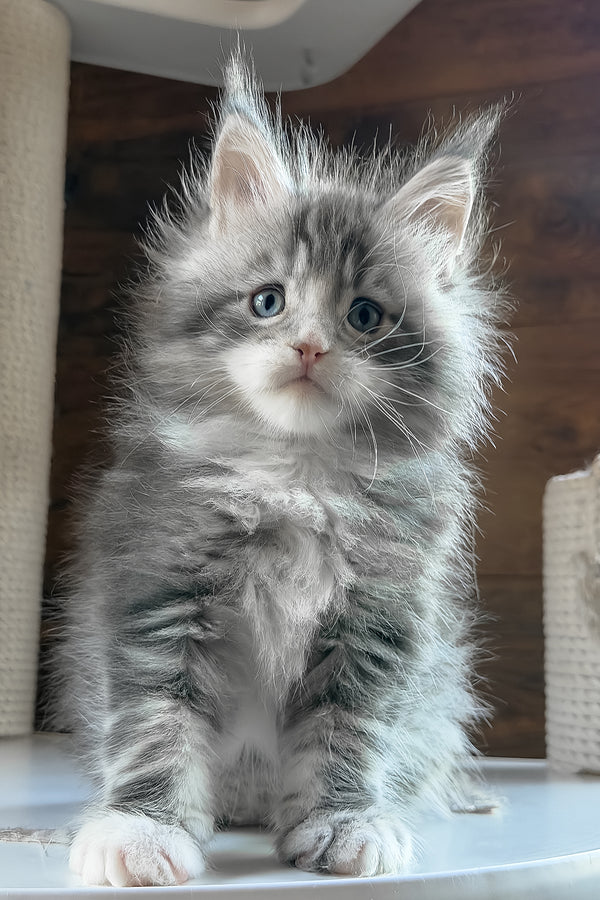 Chalon | Maine Coon Kitten