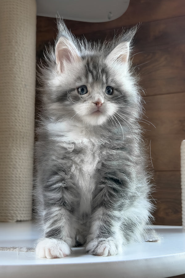 Chalon | Maine Coon Kitten