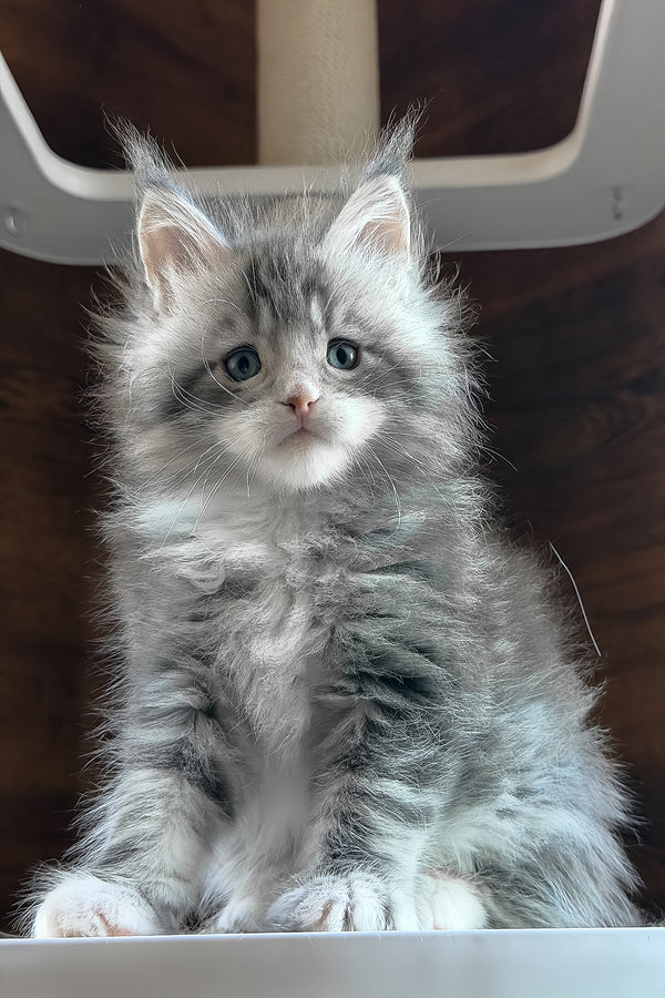 Chalon | Maine Coon Kitten