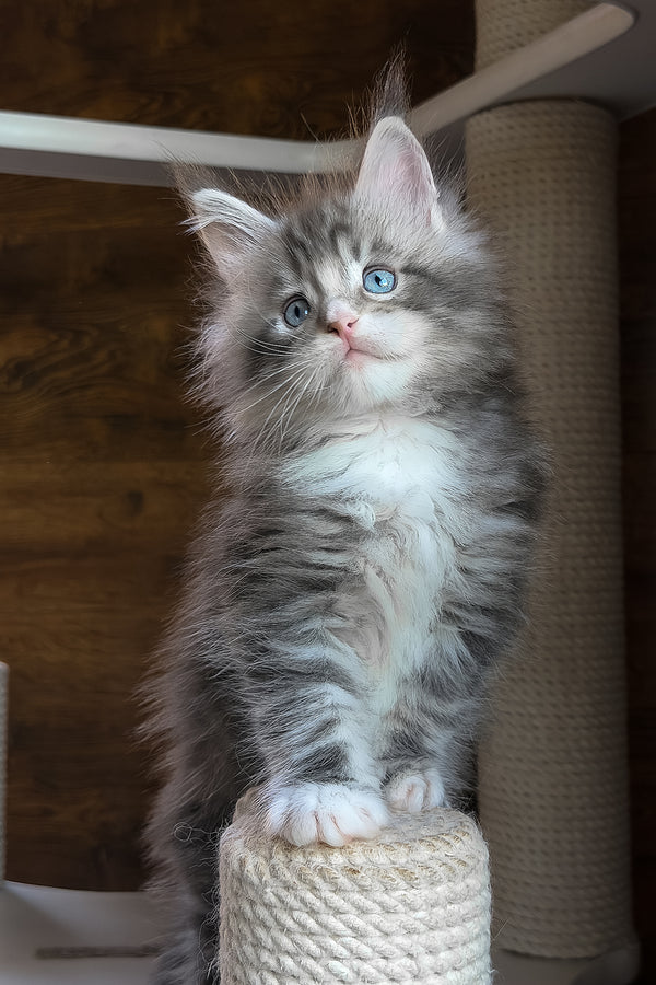 Chalon | Maine Coon Kitten