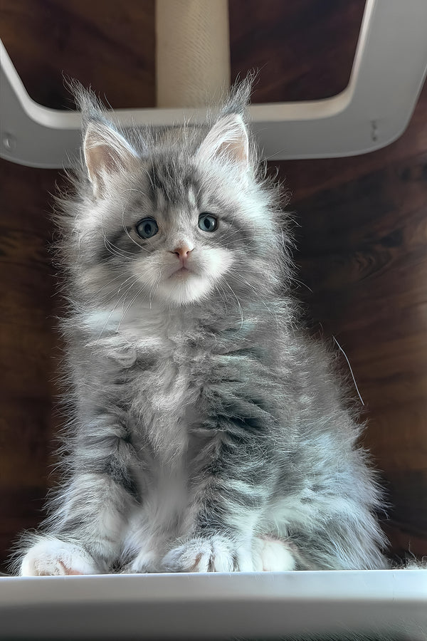 Chalon | Maine Coon Kitten