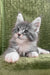 Chic | Maine Coon Kitten