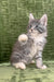 Chic | Maine Coon Kitten