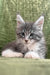 Chic | Maine Coon Kitten