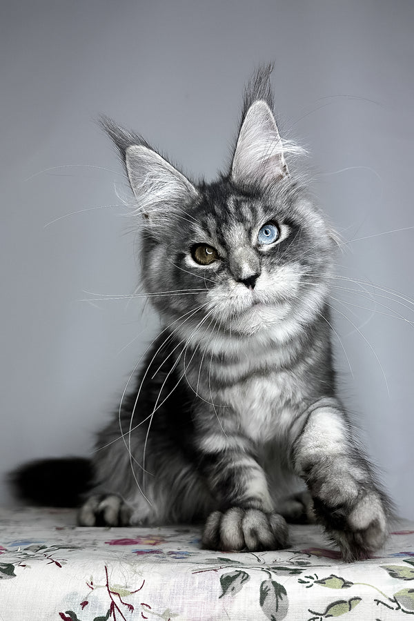 Chanel | Maine Coon Kitten