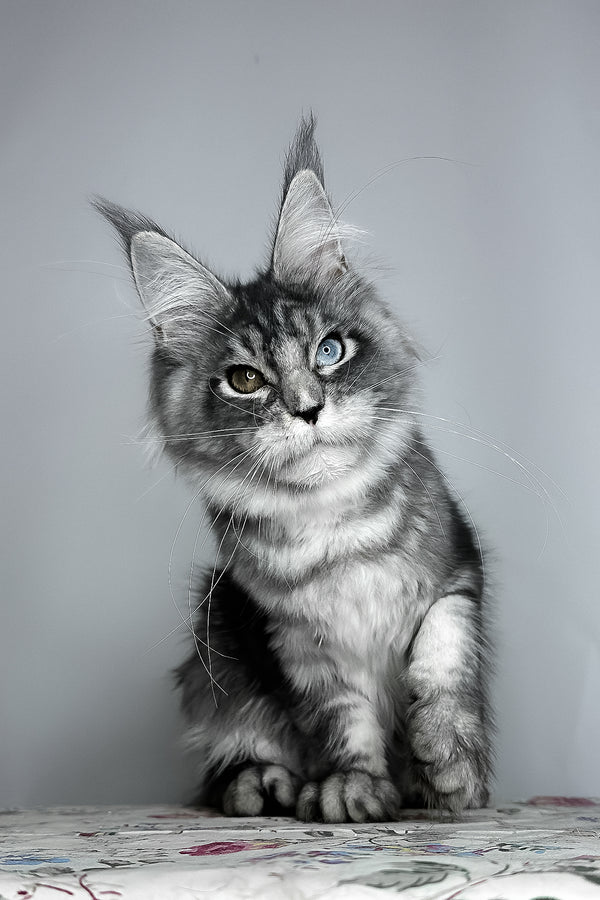 Chanel | Maine Coon Kitten