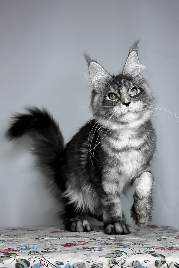 Chanel | Maine Coon Kitten
