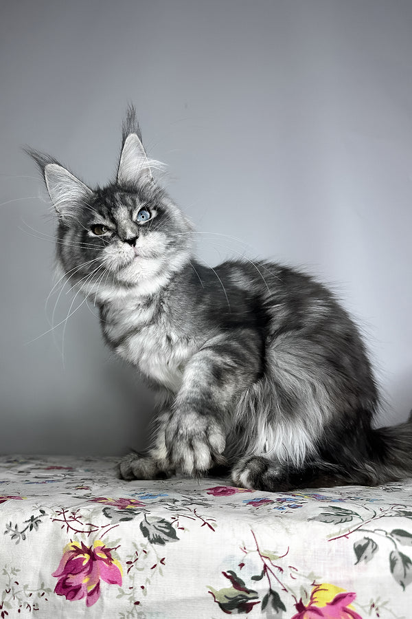 Chanel | Maine Coon Kitten