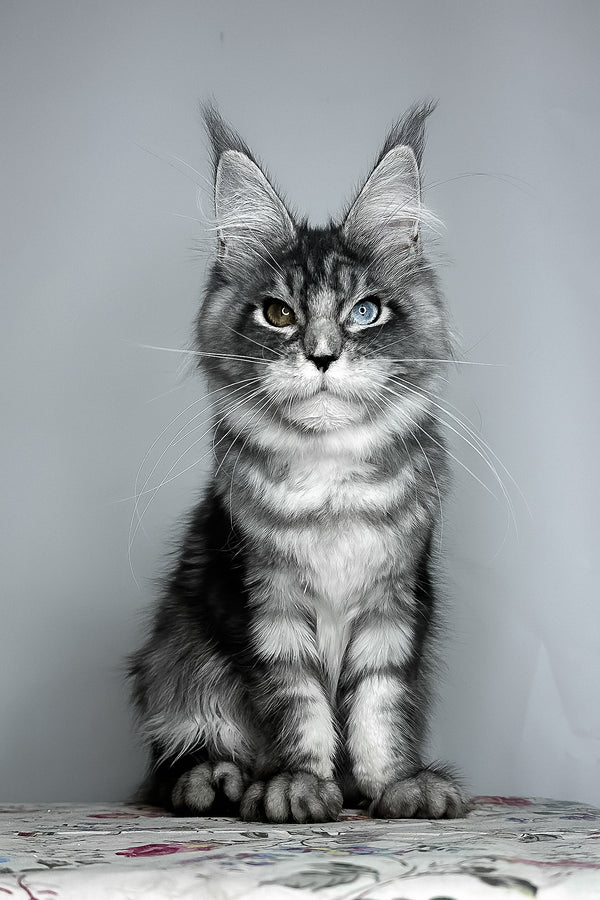 Chanel | Maine Coon Kitten