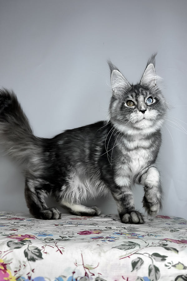 Chanel | Maine Coon Kitten
