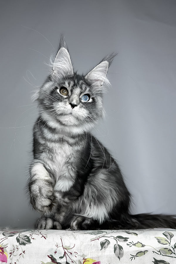 Chanel | Maine Coon Kitten