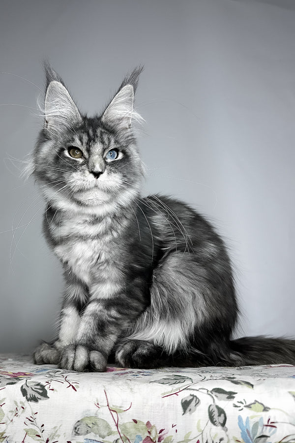 Chanel | Maine Coon Kitten