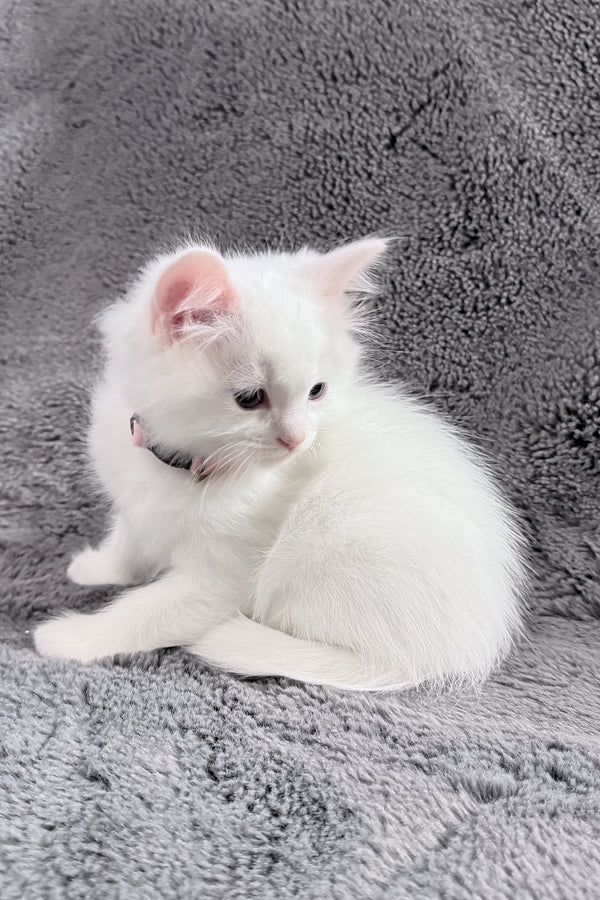 Chanel | Ragdoll Kitten