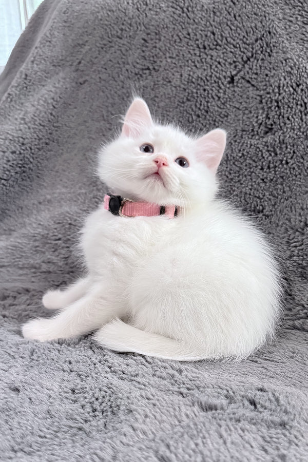 Chanel | Ragdoll Kitten