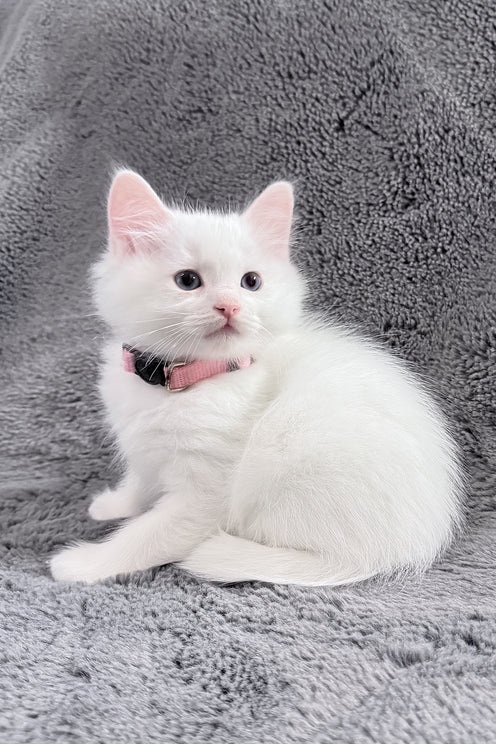 Chanel | Ragdoll Kitten
