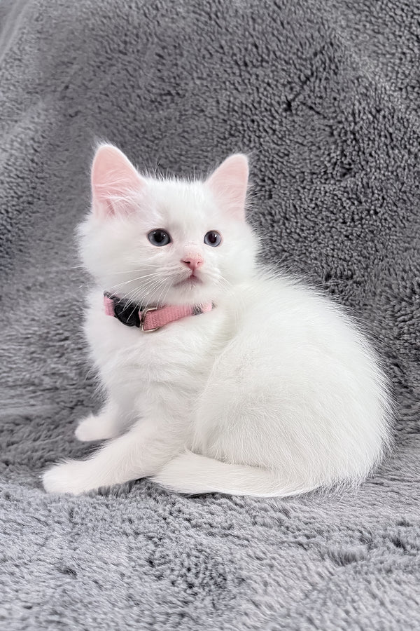 Chanel | Ragdoll Kitten