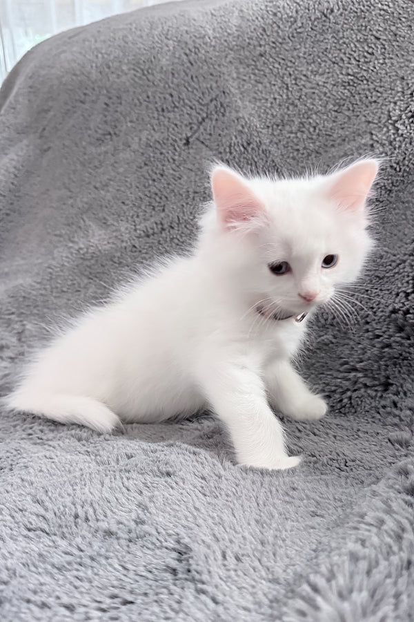 Chanel | Ragdoll Kitten