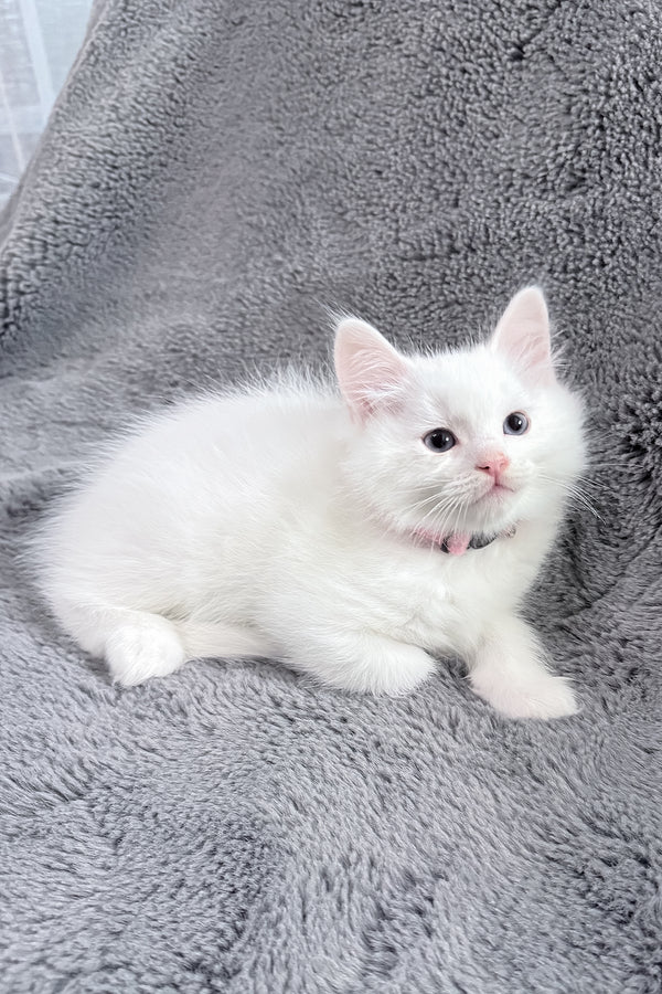 Chanel | Ragdoll Kitten