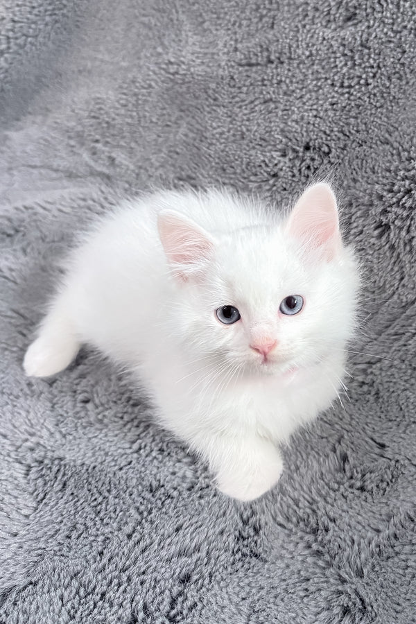 Chanel | Ragdoll Kitten