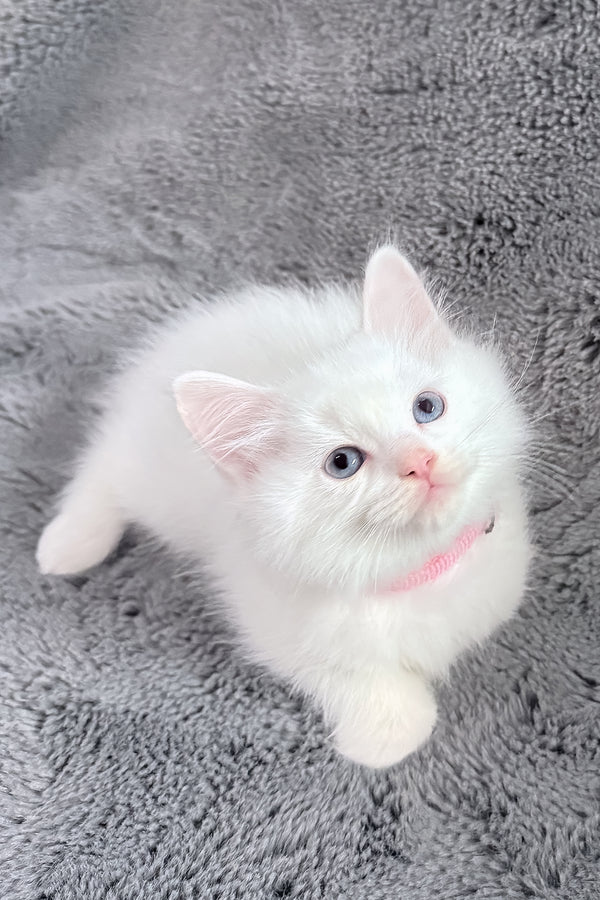 Chanel | Ragdoll Kitten