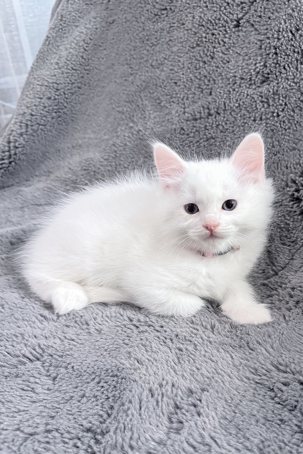 Chanel | Ragdoll Kitten