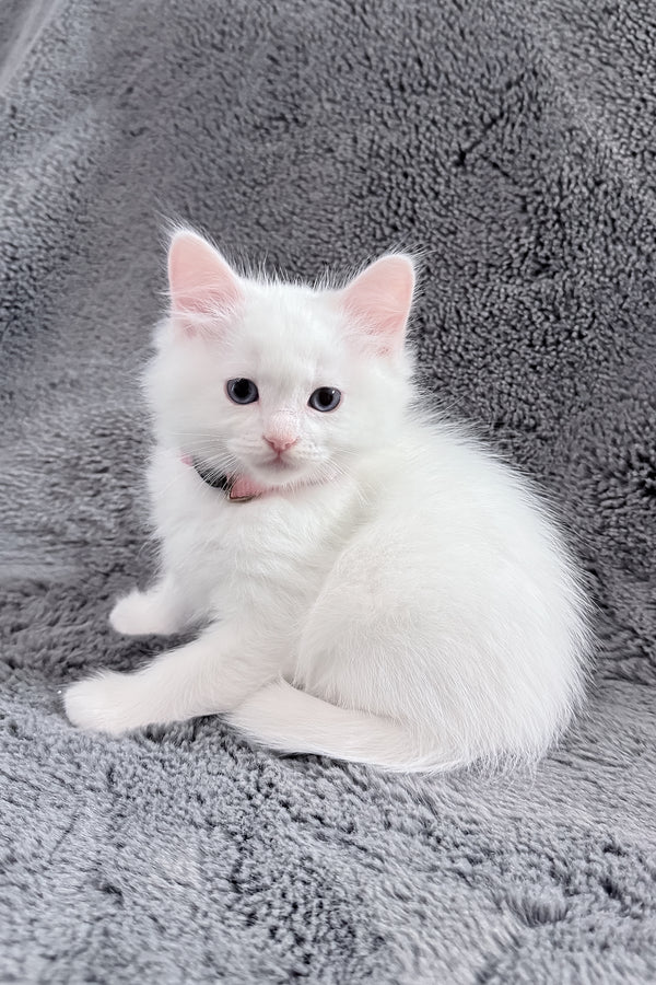Chanel | Ragdoll Kitten