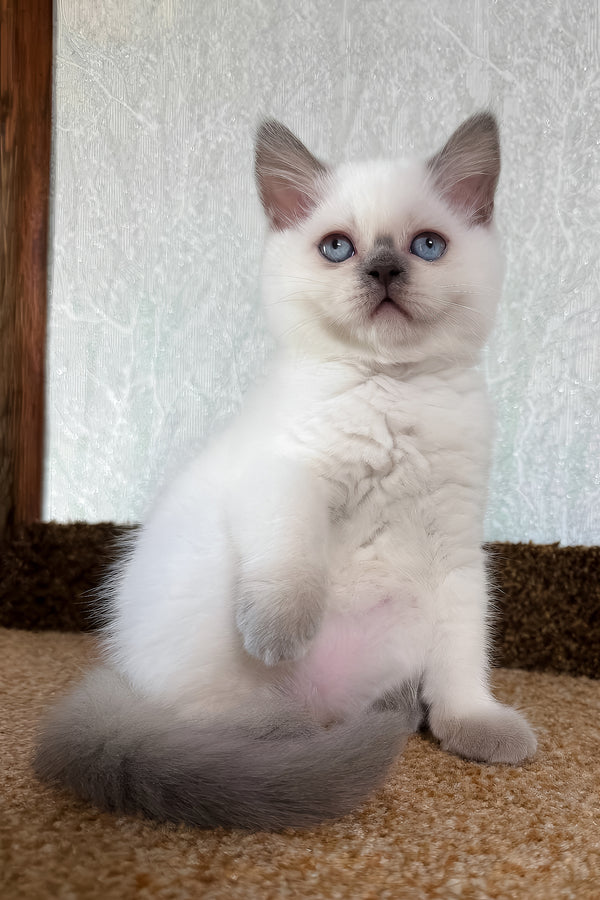 Chanel | Scottish Straight Kitten