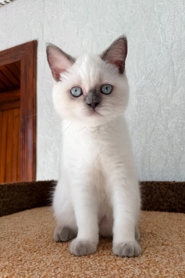 Chanel | Scottish Straight Kitten