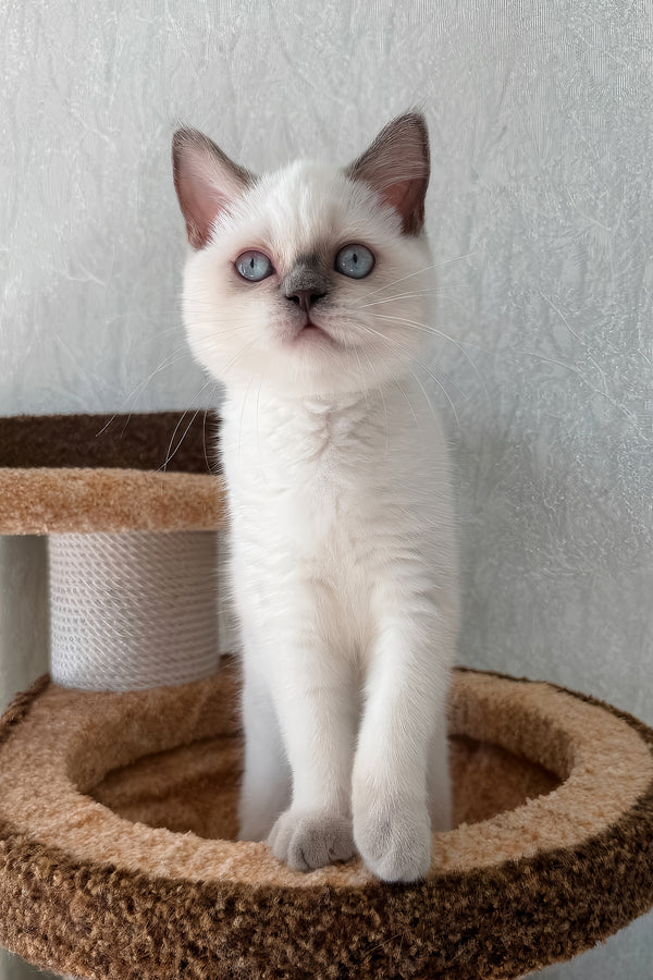 Chanel | Scottish Straight Kitten