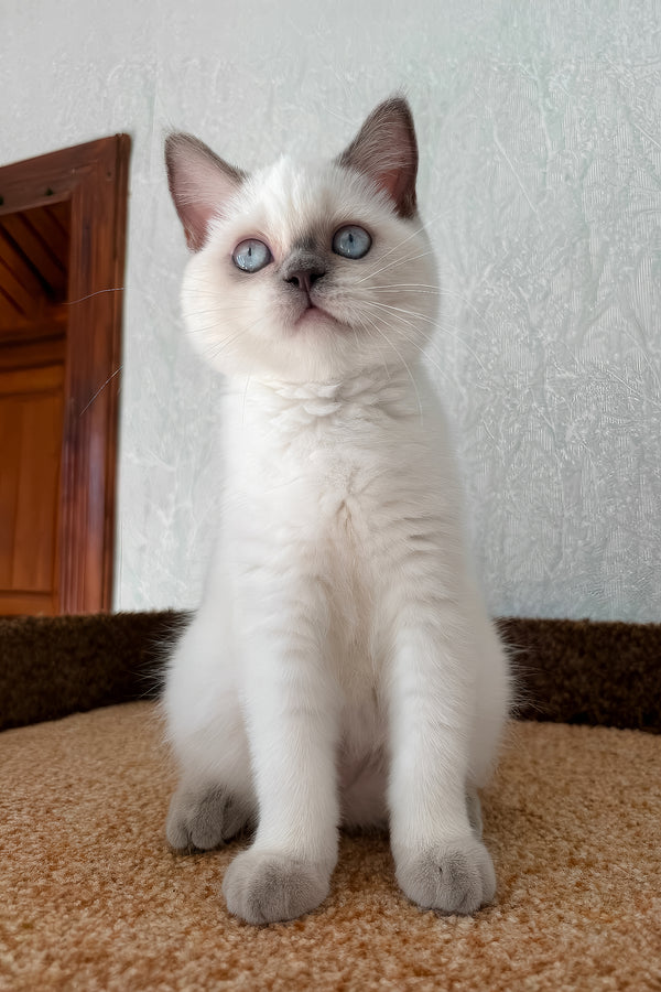 Chanel | Scottish Straight Kitten