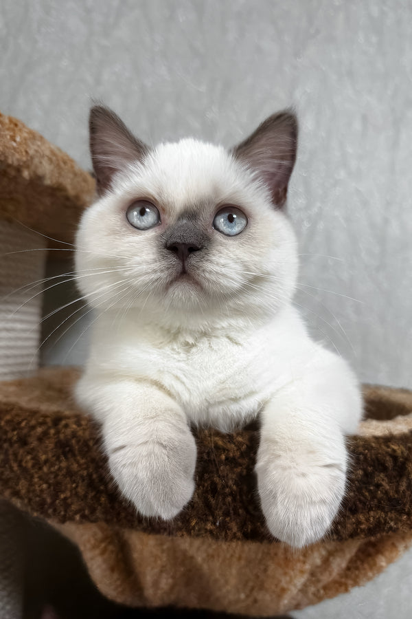 Chanel | Scottish Straight Kitten