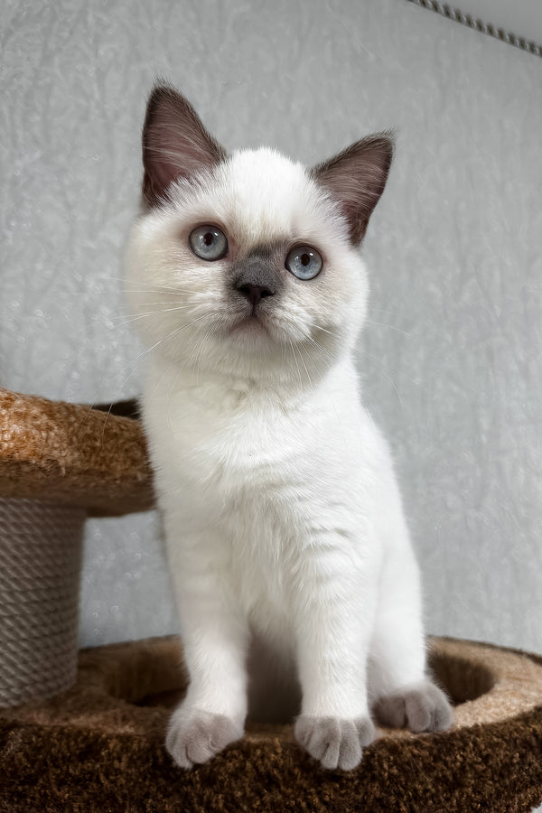 Chanel | Scottish Straight Kitten