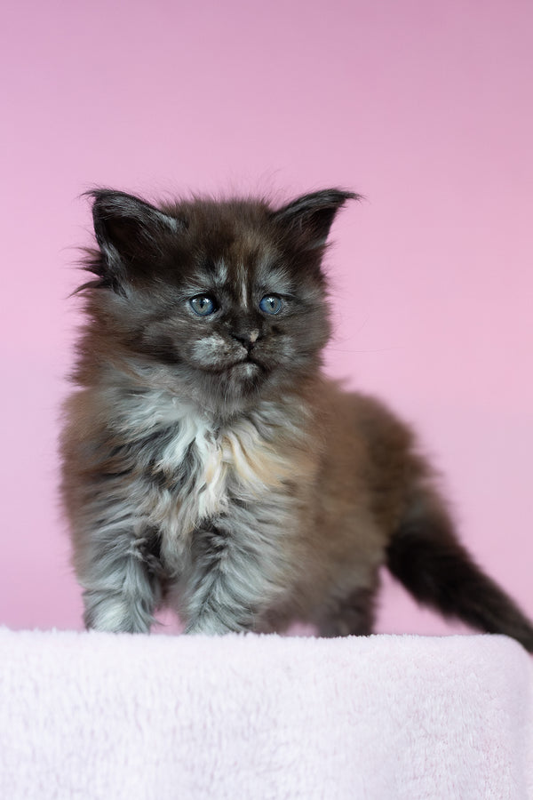 Chardonnay | Maine Coon Kitten