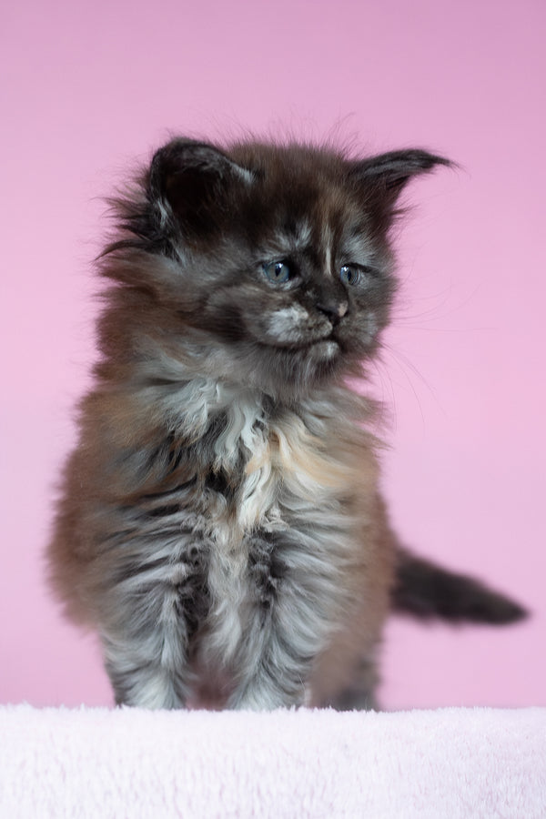 Chardonnay | Maine Coon Kitten