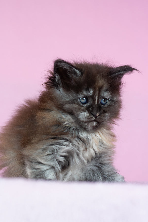 Chardonnay | Maine Coon Kitten