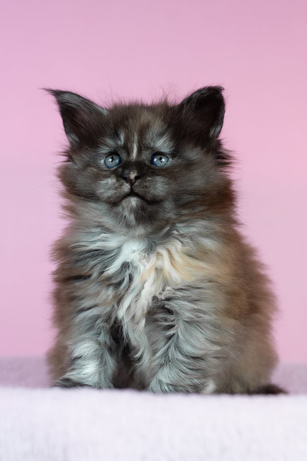 Chardonnay | Maine Coon Kitten