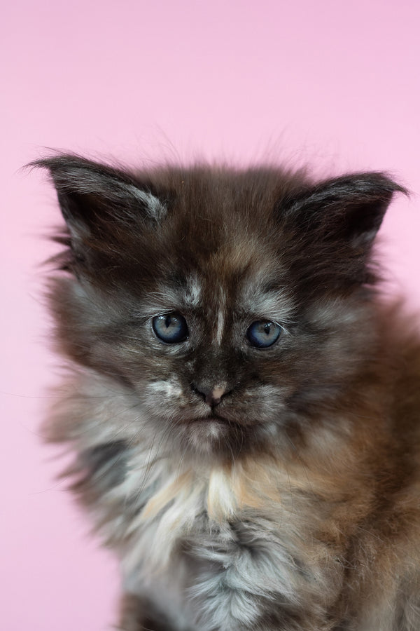 Chardonnay | Maine Coon Kitten